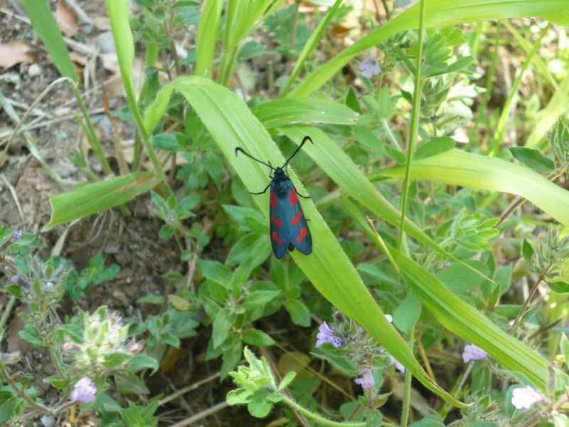 Zygaena sp. ma che specie?